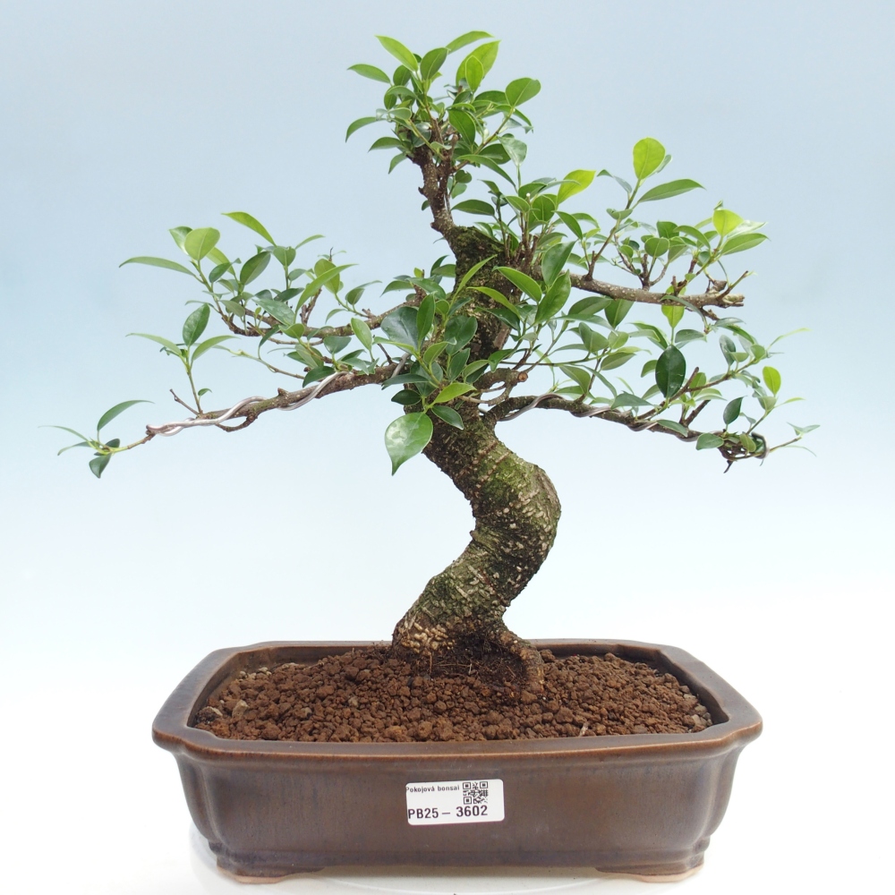 Pokój bonsai - Ficus kimmen - figowiec drobnolistny