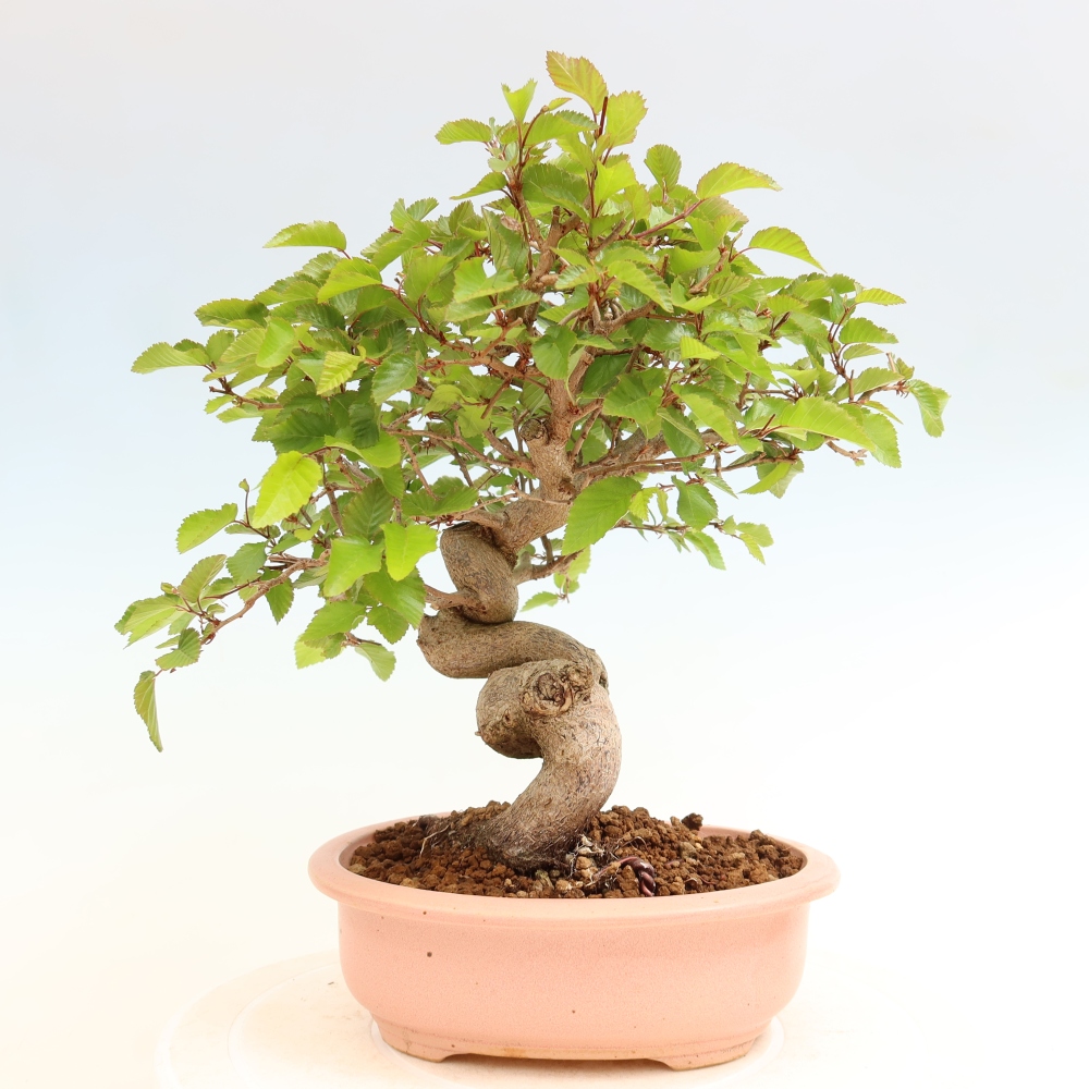 Outdoor bonsai - Carpinus coreana - grab koreański