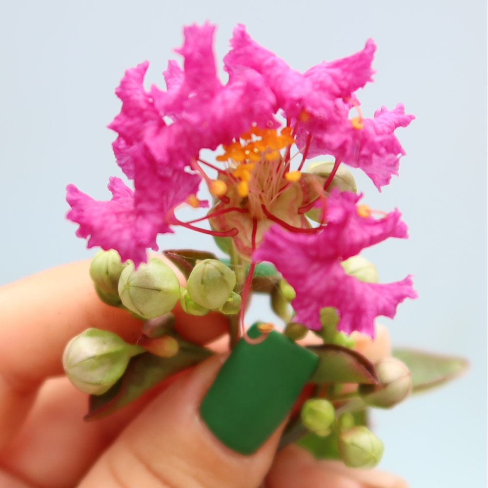 Bonsai pokojowe – Lagerstroemia indica – bz indyjski