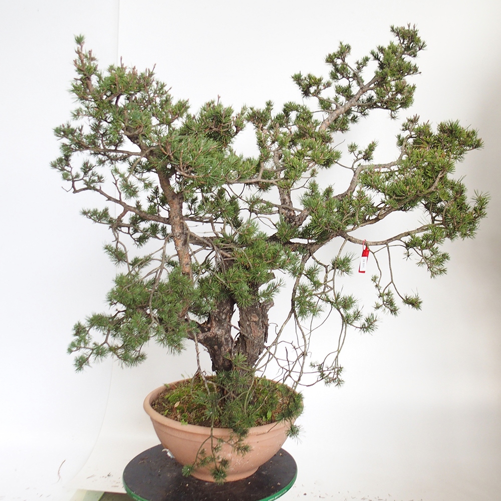 Yamadori - Pinus sylvestris Hiszpania