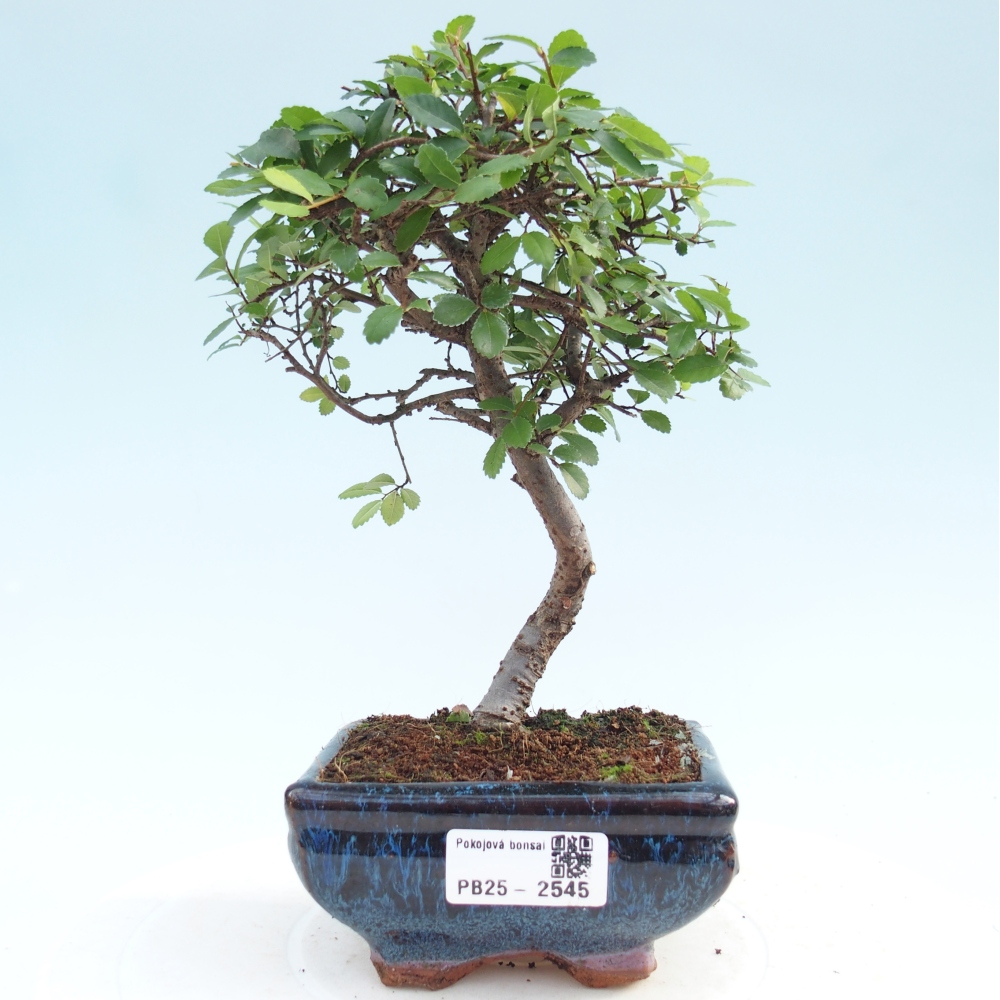 Kryty bonsai - Ulmus parvifolia - Wiąz mały liść