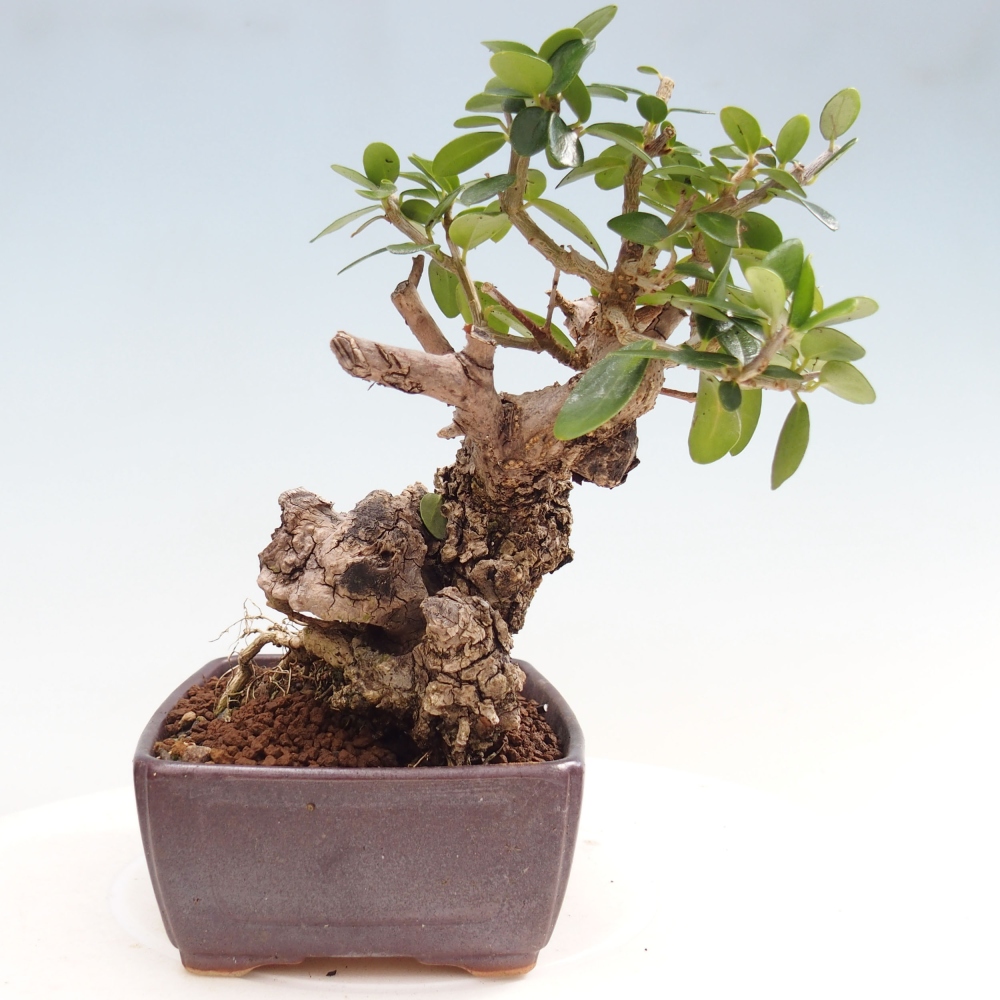 Kryte bonsai - Olea europaea sylvestris - Europejska oliwa z małych liści