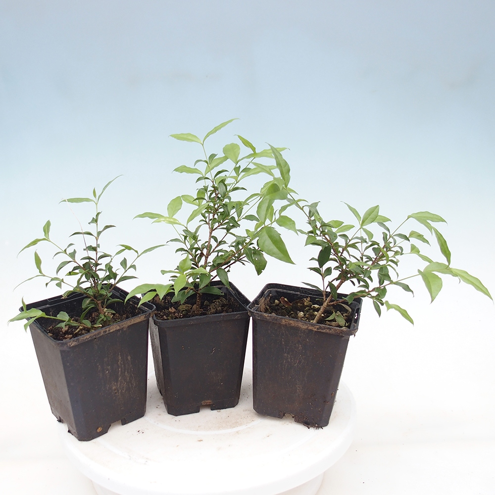 Room bonsai - Malpighia coccigera- Barbdor cherry w pojemniku