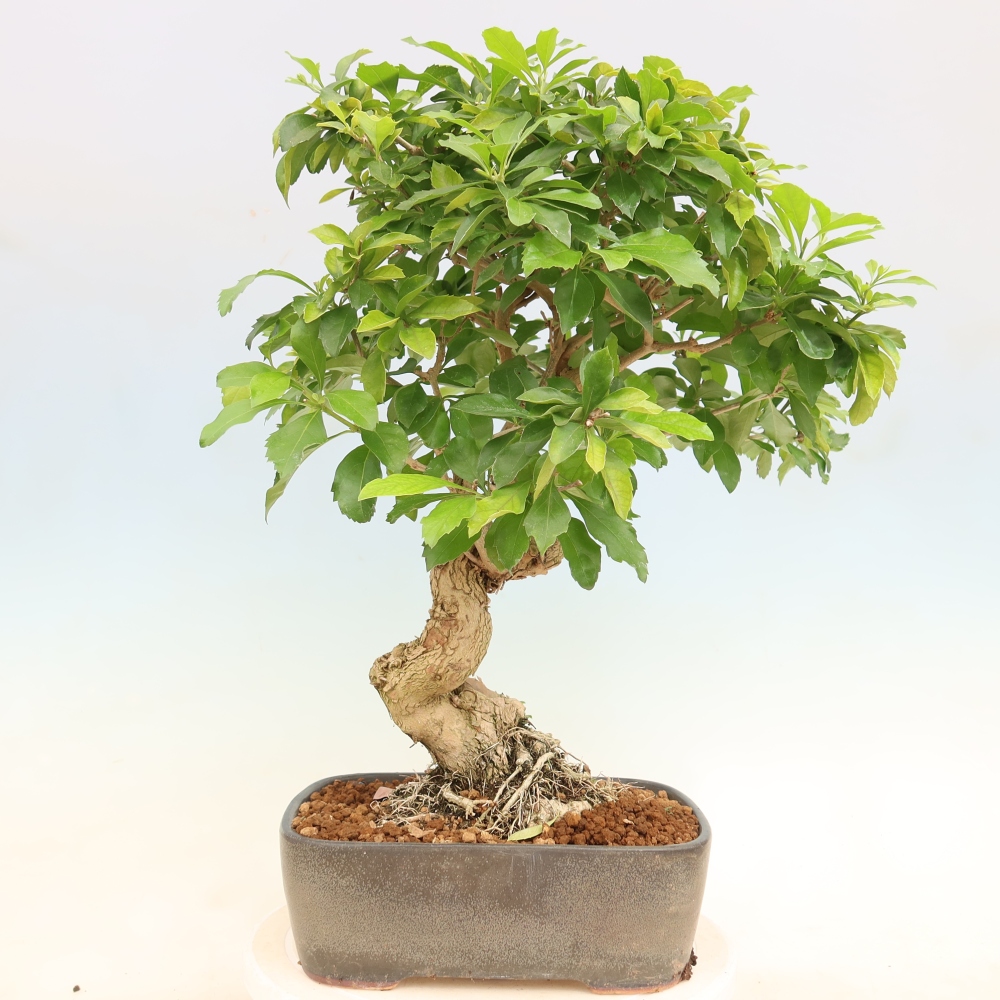 Bonsai pokojowe - Duranta erecta Aurea