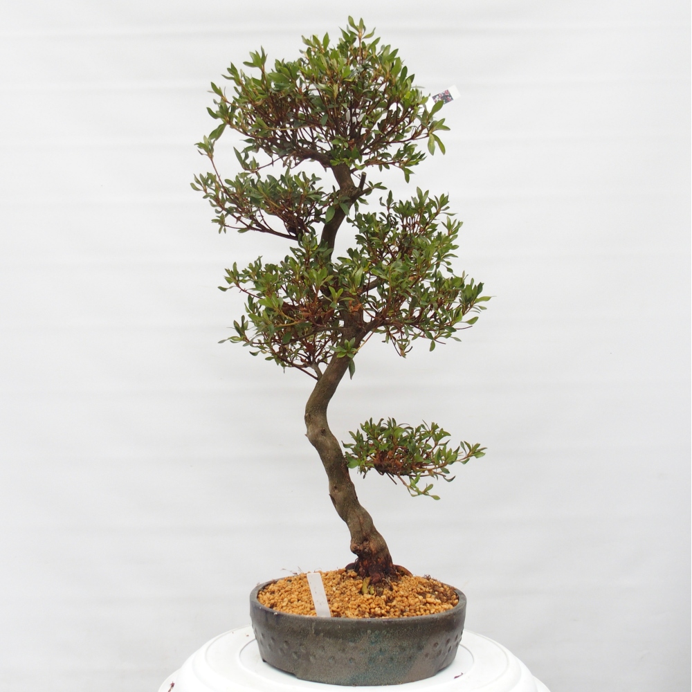 Bonsai zewnętrzne - Azalia japońska - Azalia CHIHIRO