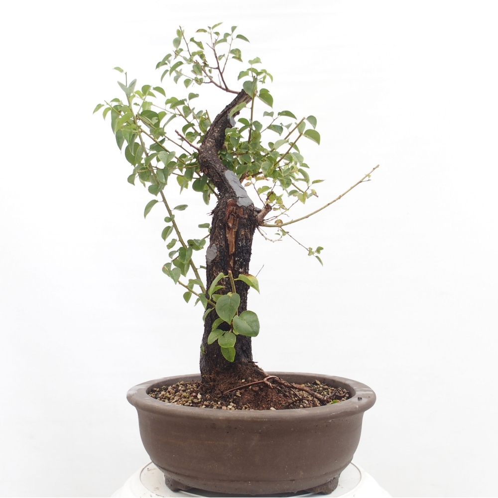 Bonsai na zewnątrz - Mahalebka - Prunus mahaleb