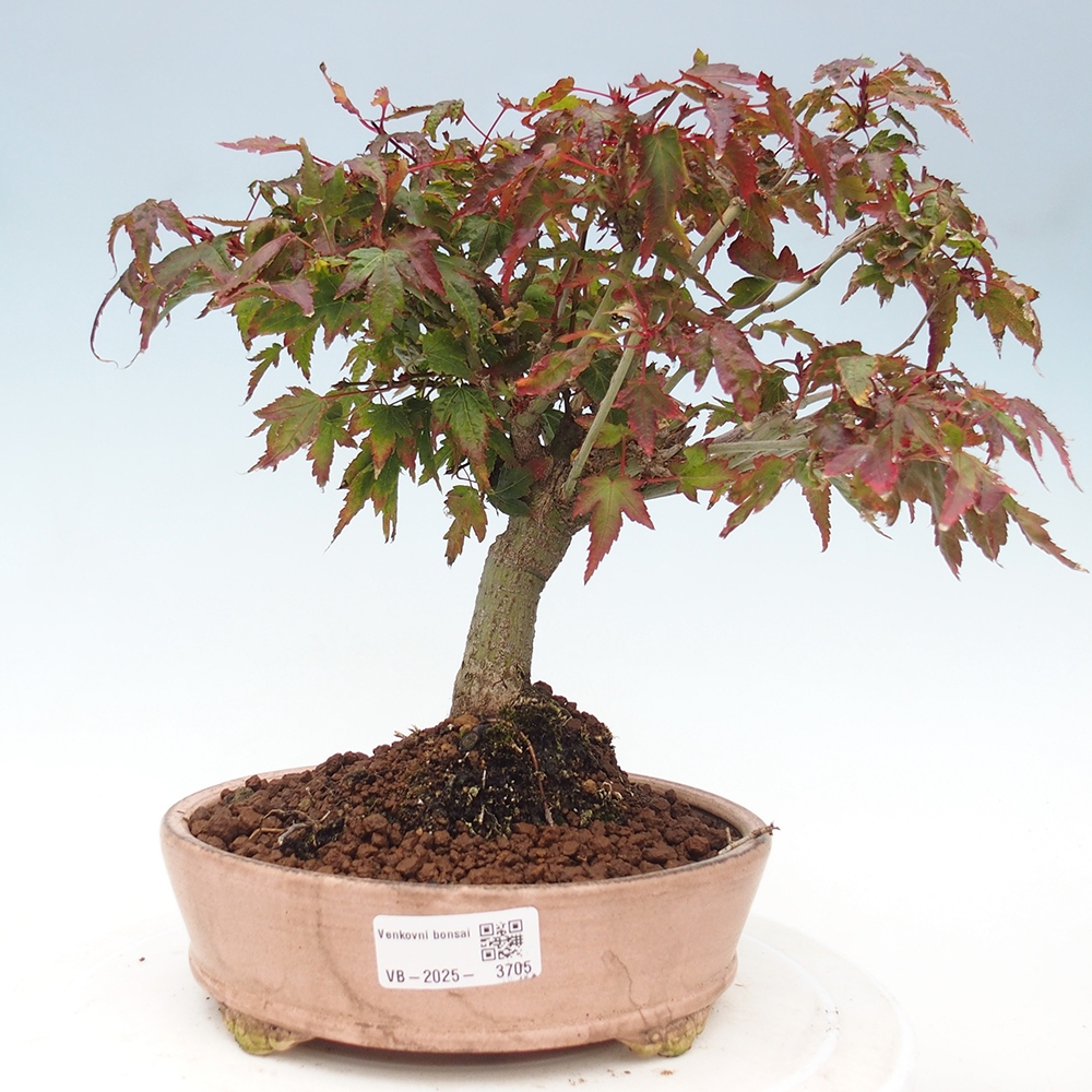 Acer palmatum KIOHIME - klon palmowy