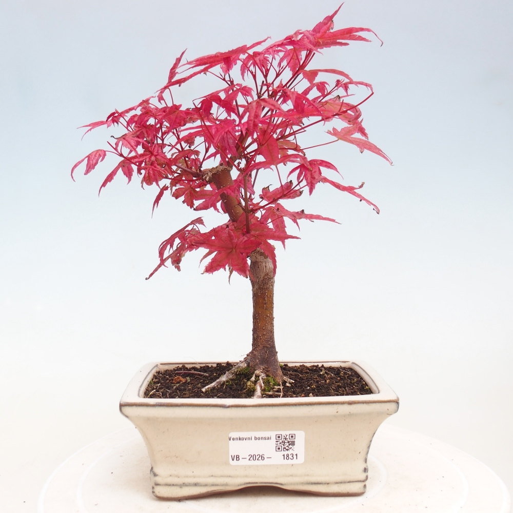 Outdoor bonsai - Acer palmatum DESHOJO