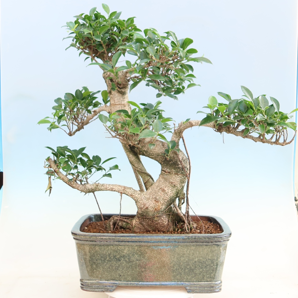 Pokój bonsai - Ficus kimmen - figowiec drobnolistny