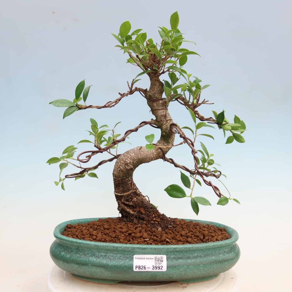 Pokój bonsai - Ficus kimmen - figowiec drobnolistny
