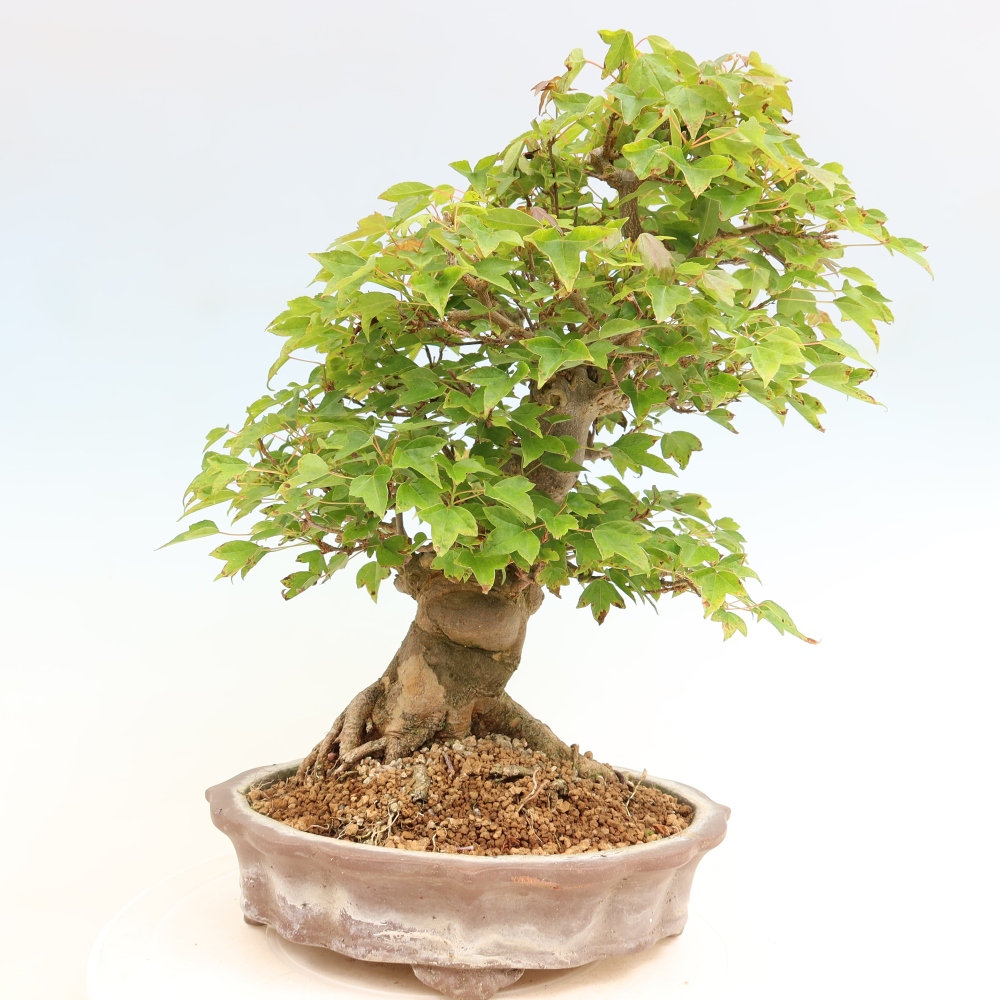 Outdoor bonsai - Klon burgeryjski - Acer burgerianum