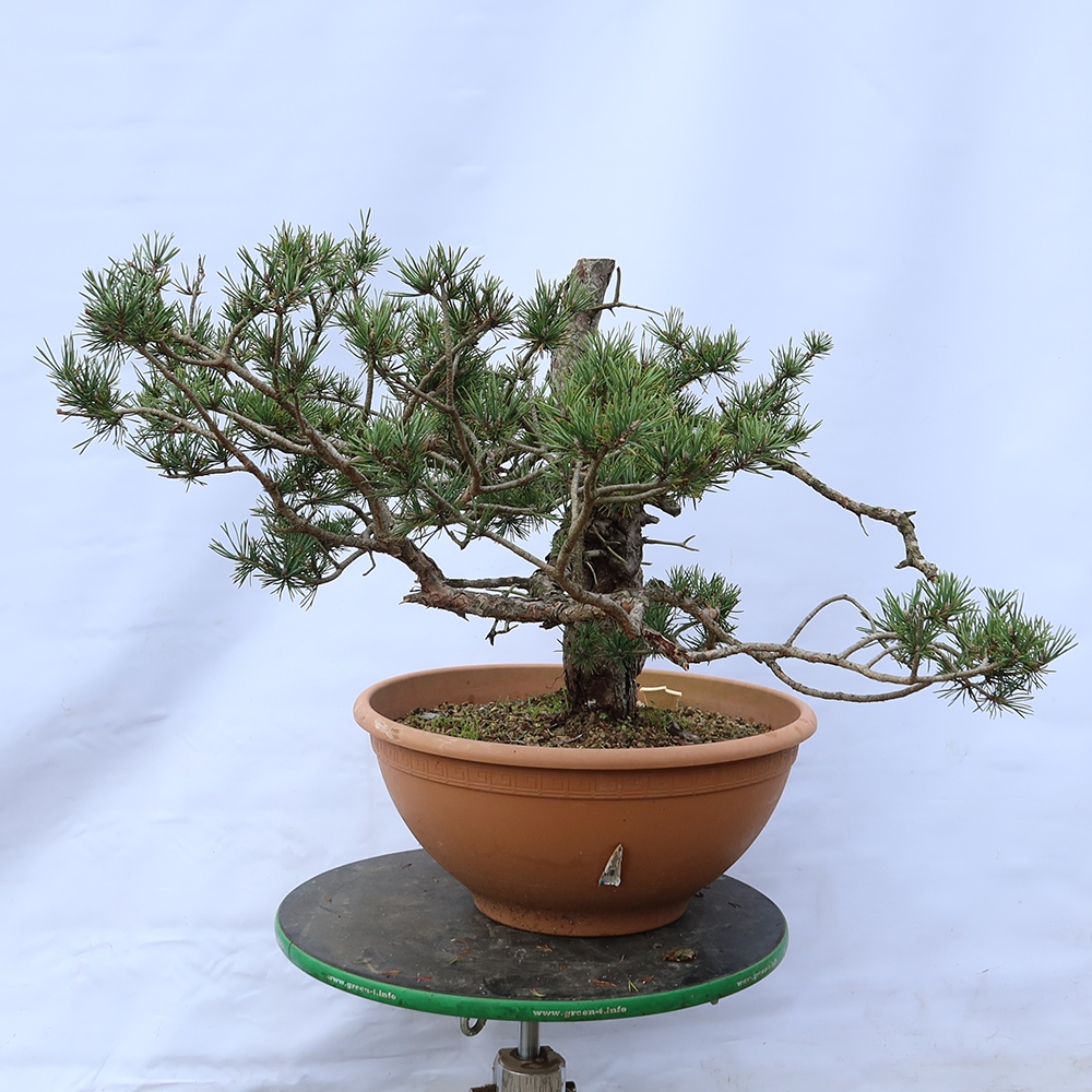 Pinus sylvestris Hiszpania – sosna zwyczajna