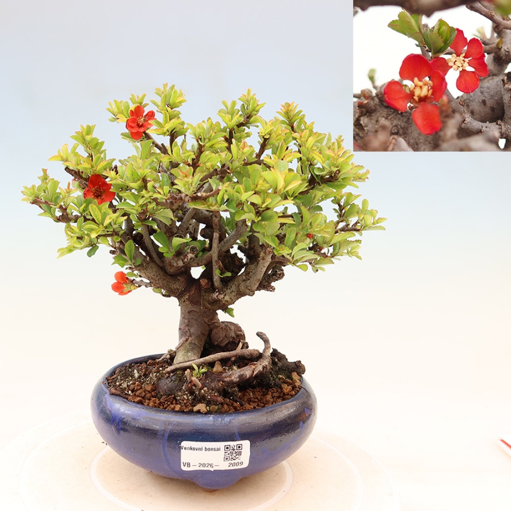 Bonsai zewnętrzne - Chaneomeles speciosa Chojubai