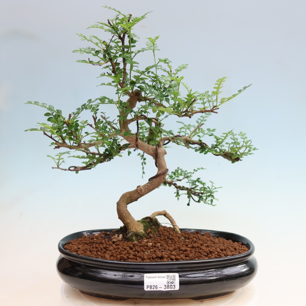 Pokój bonsai - Zantoxylum piperitum - drzewo pieprzowe
