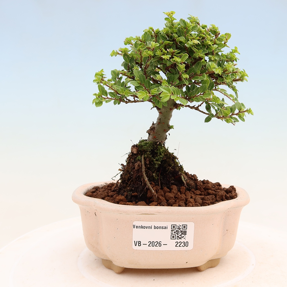 Bonsai ogrodowe – Ulmus parvifolia Sagei – wiąz drobnolistny