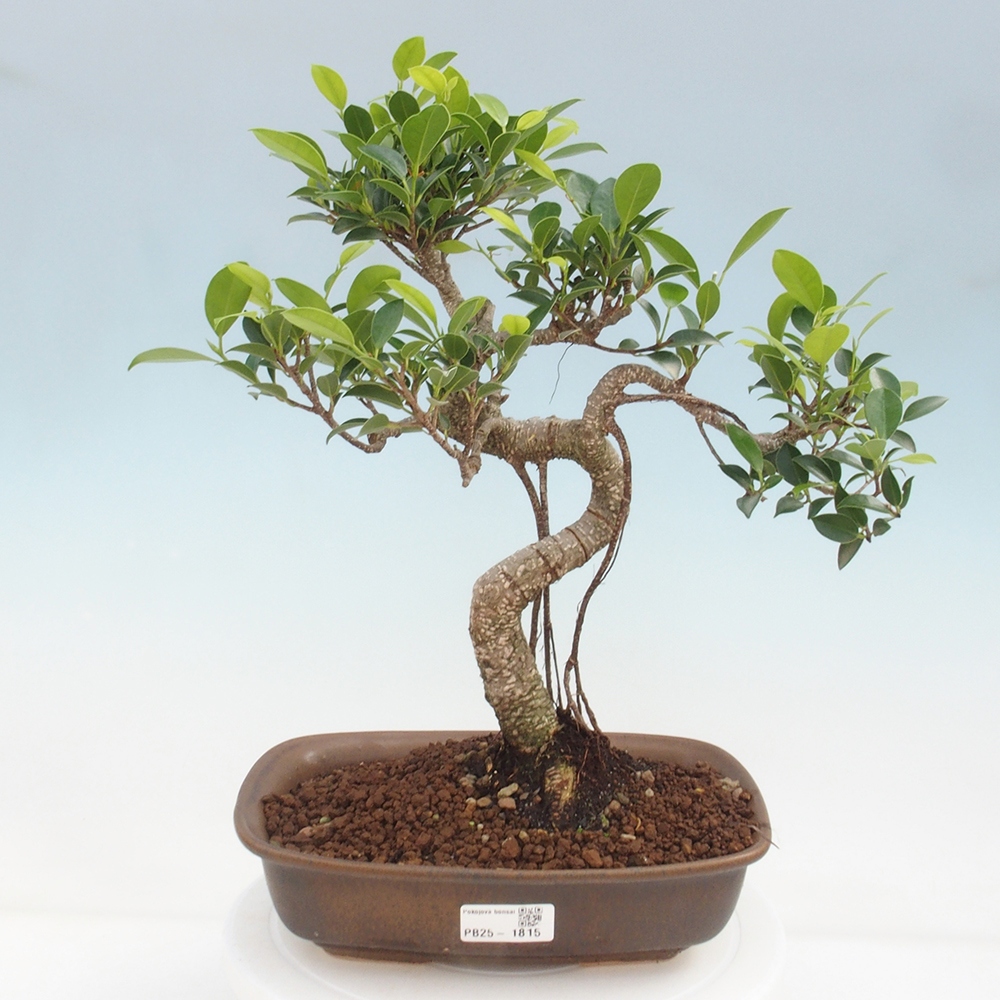 Kryty bonsai - kimono Ficus - figowiec drobnolistny