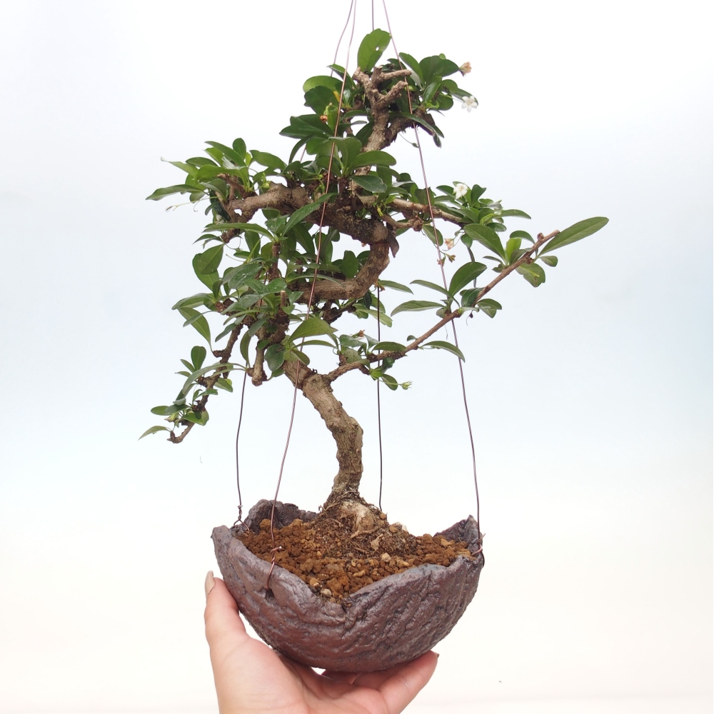 Kokedama w ceramice - Tea-fuki - Carmona macrophylla