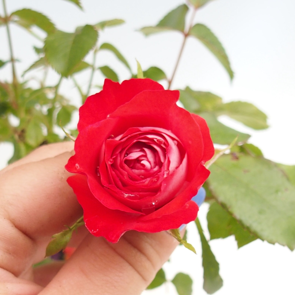 Bonsai na zewnątrz - Rosa Kordes - róża 