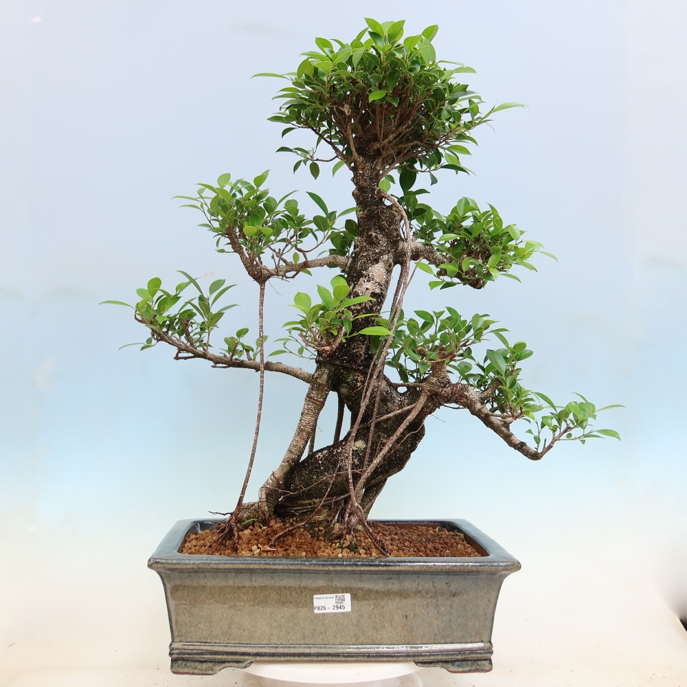 Pokój bonsai - Ficus kimmen - figowiec drobnolistny