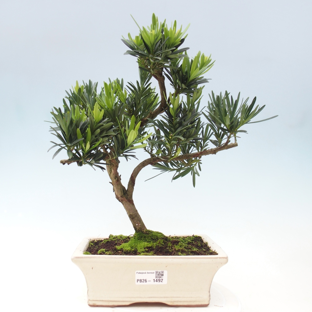 Pokój bonsai - Podocarpus - Kamienny cis