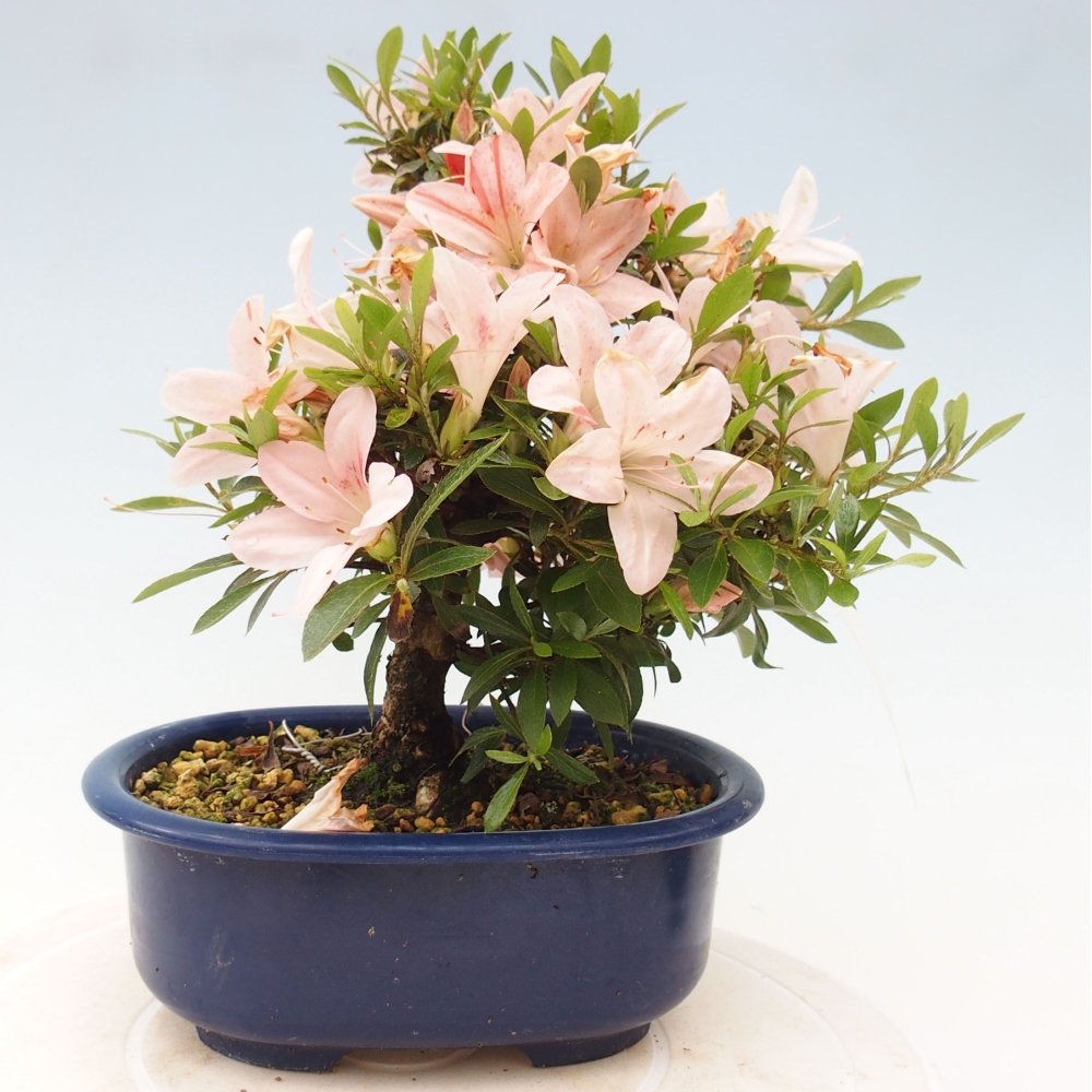 Bonsai ogrodowe - azalia japońska - Azalea Nikko