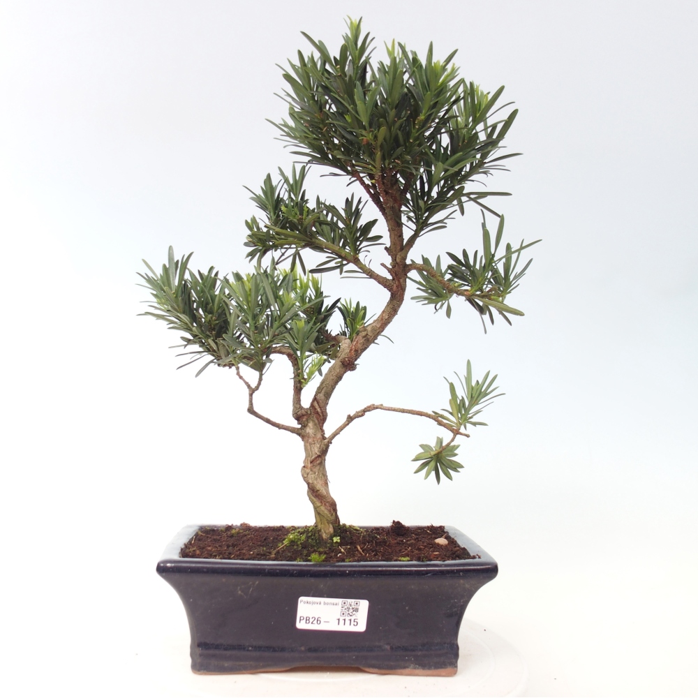 Pokój bonsai - Podocarpus - Kamienny cis