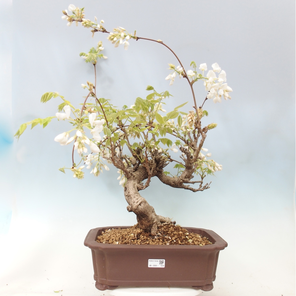 Bonsai zewnętrzne - Vistaria - Wisteria