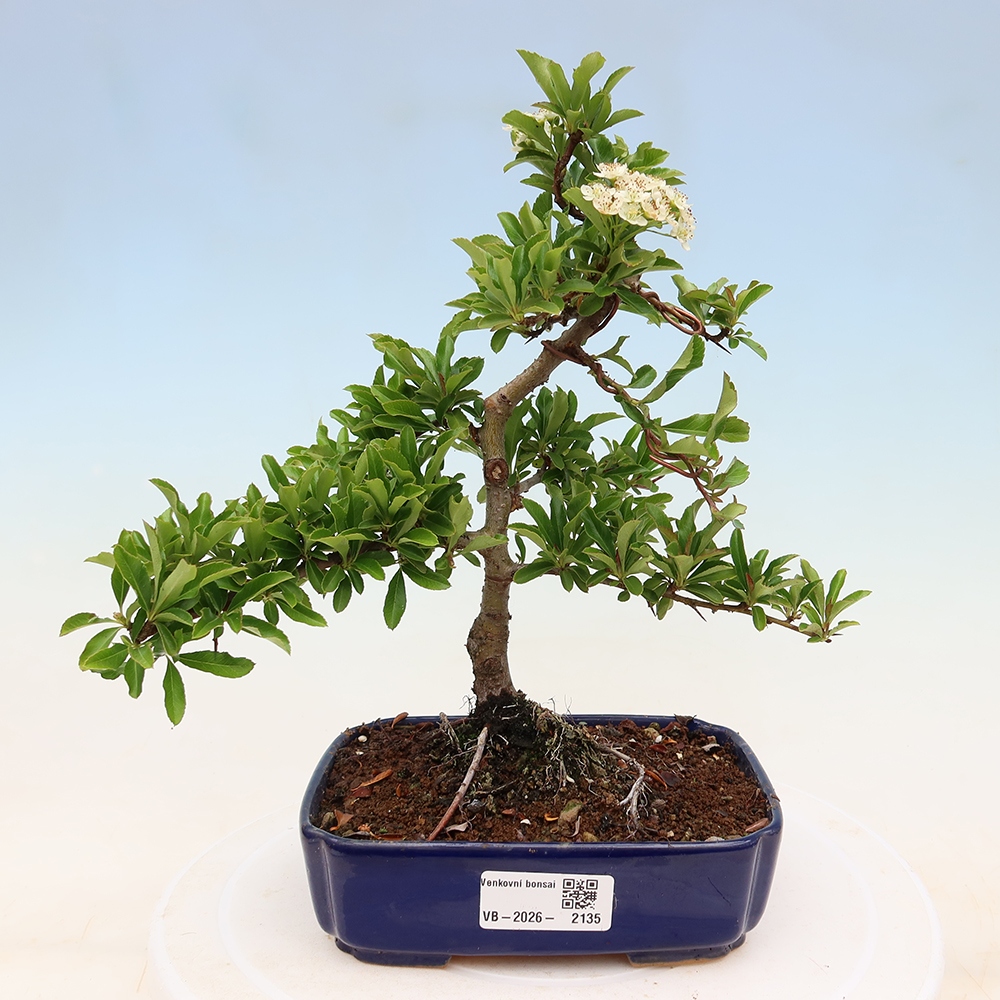 Bonsai ogrodowe – Pyracantha teton – ognik szkarłatny