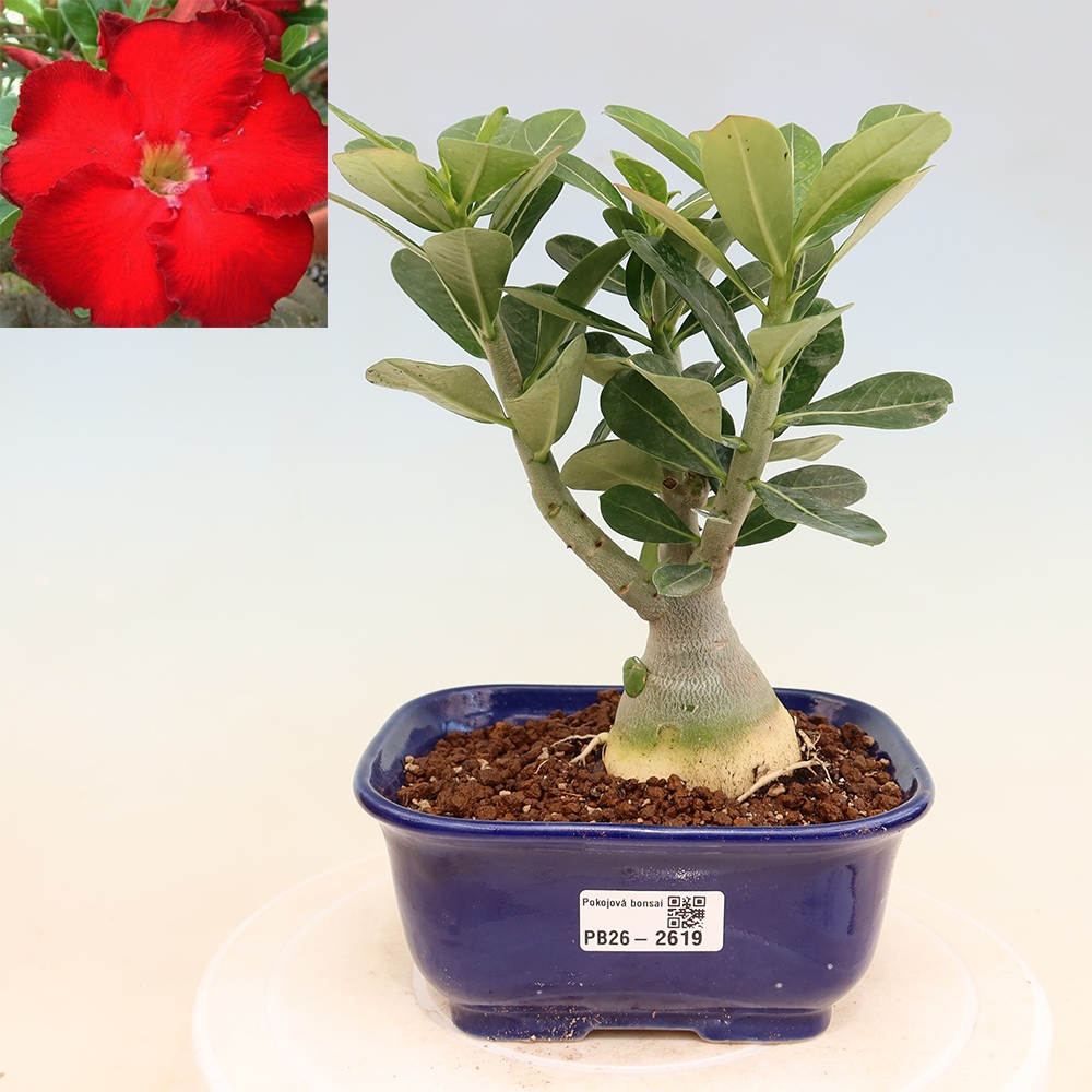 Bonsai pokojowe – Adenium obesum Red Star – Róża pustynna