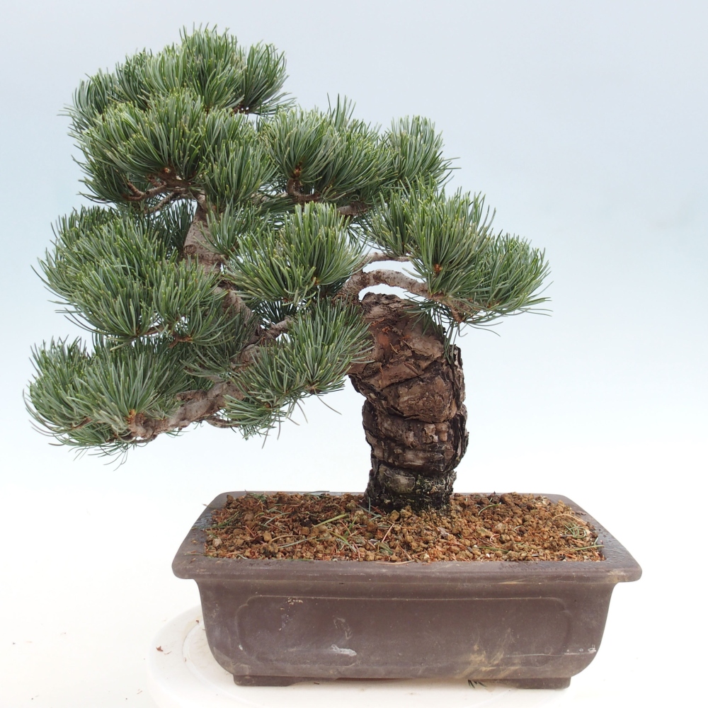 Outdoor bonsai - Pinus parviflora - Mała sosna