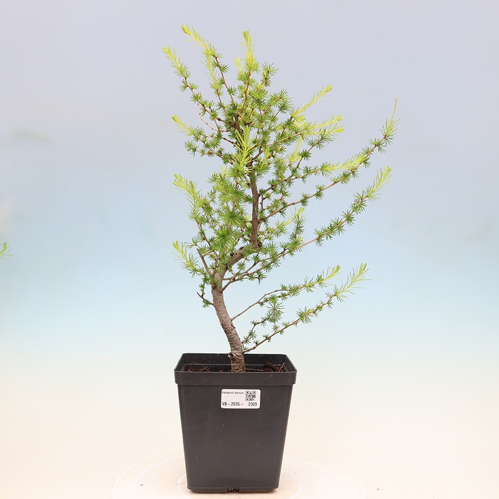 Bonsai zewnętrzne - Larix decidua - Modrzew