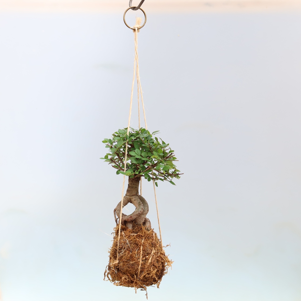 Kokedama w ceramicznej doniczce – Ulmus parvifolia – wiąz drobnolistny