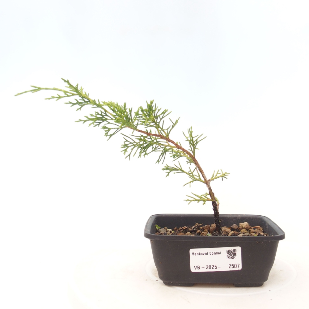 Outdoor bonsai - Juniperus chinensis Itoigawa - Jałowiec chiński