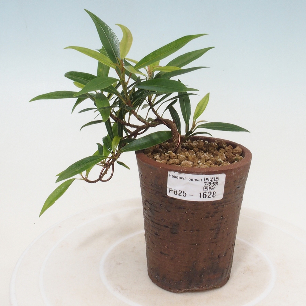 Bonsai wewnętrzne - Ficus nerifolia - figowiec drobnolistny