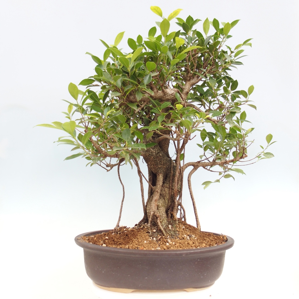 Bonsai pokojowe - Ficus kimmen - figowiec drobnolistny - WYŁĄCZNIE ODBIÓR OSOBISTY lub transport paletowy