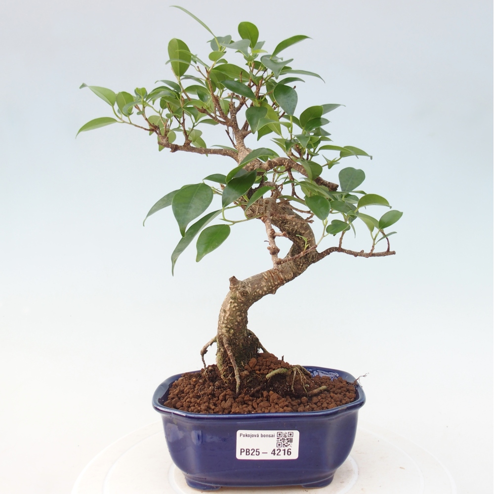 Pokój bonsai - Ficus retusa - figowiec drobnolistny