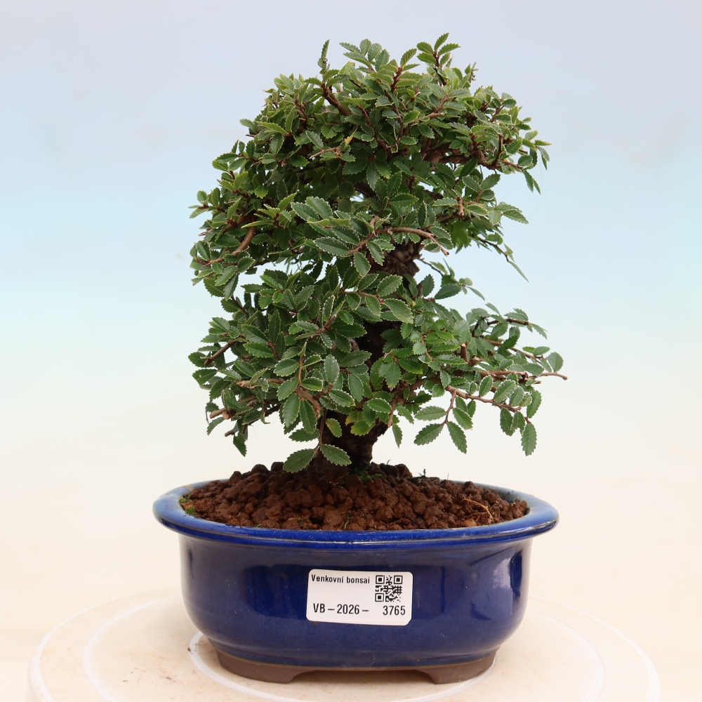 Bonsai zewnętrzne - Zelkova - Zelkova NIRE