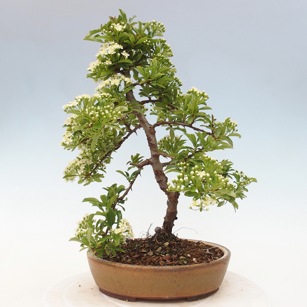 Outdoor Bonsai-Pyracanta Teton-Piekarnia