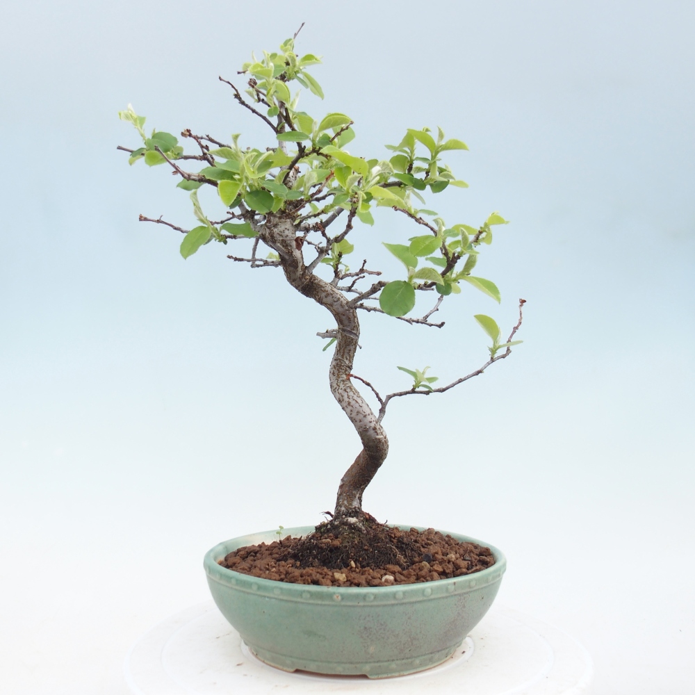 Bonsai zewnętrzne - Chaneomeles chinensis