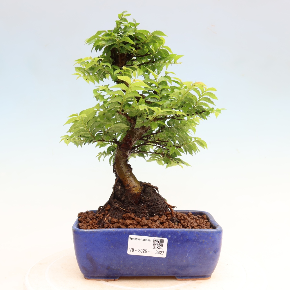 Bonsai ogrodowe – Ulmus Jacqueline Hillier – wiąz piękny