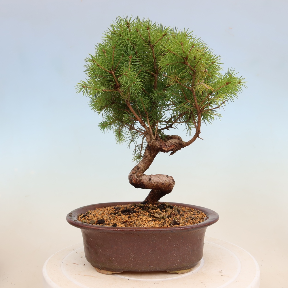Outdoor bonsai - Świerk pospolity - Picea glauca globe