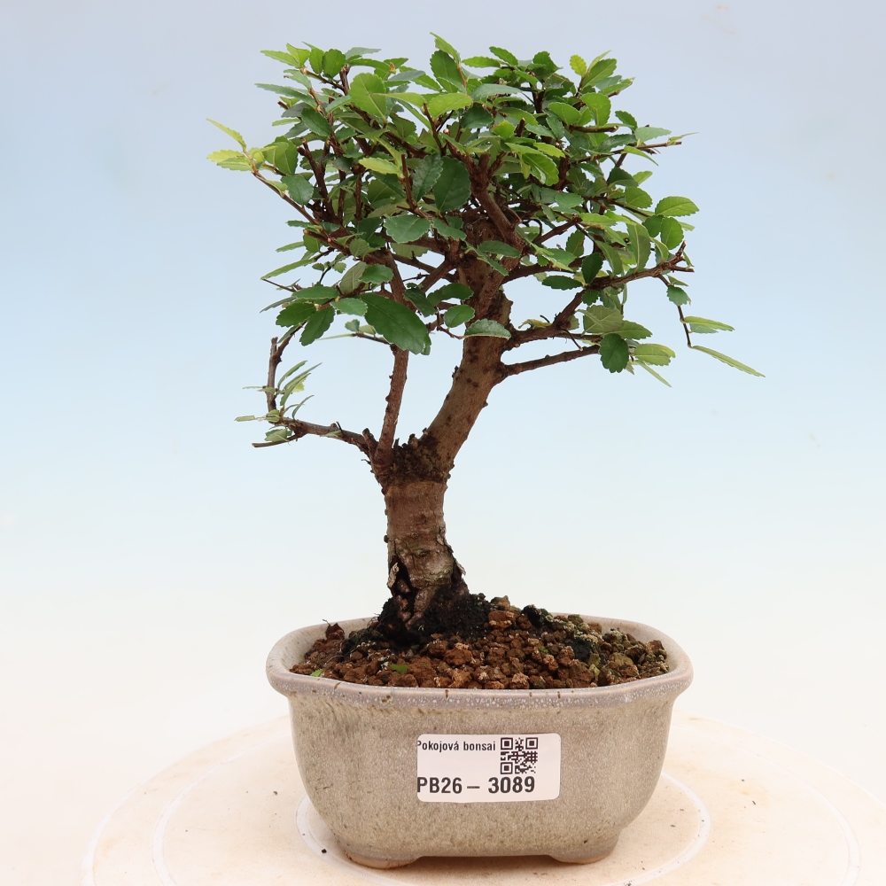 Pokój bonsai - Ulmus parvifolia - Wiąz drobnolistny