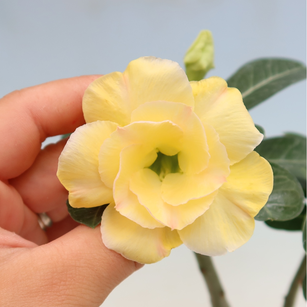 Bonsai pokojowe – Adenium obesum szczepione Alonza – Róża pustynna