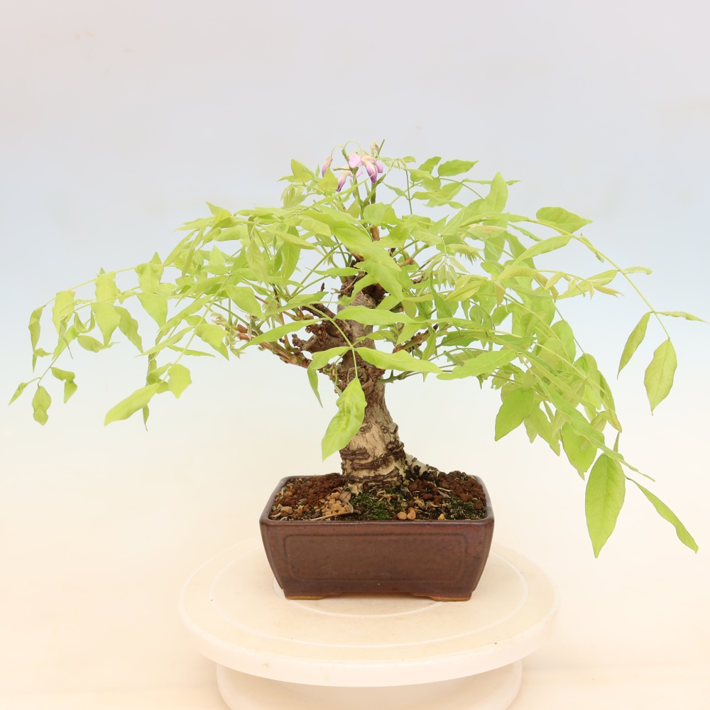 Outdoor bonsai - Wisteria floribunda