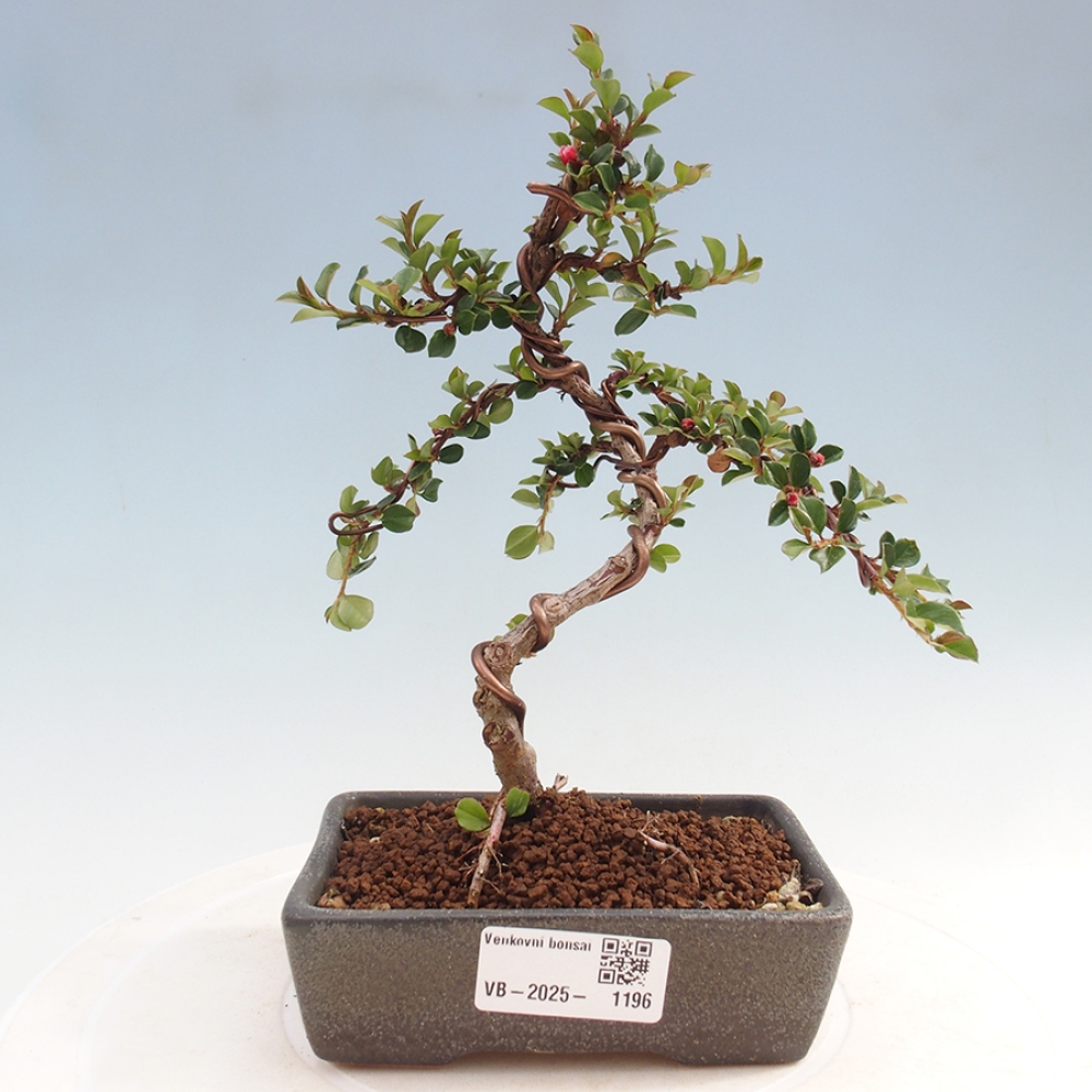 Odkryty bonsai-Cotoneaster poziomy - Skała