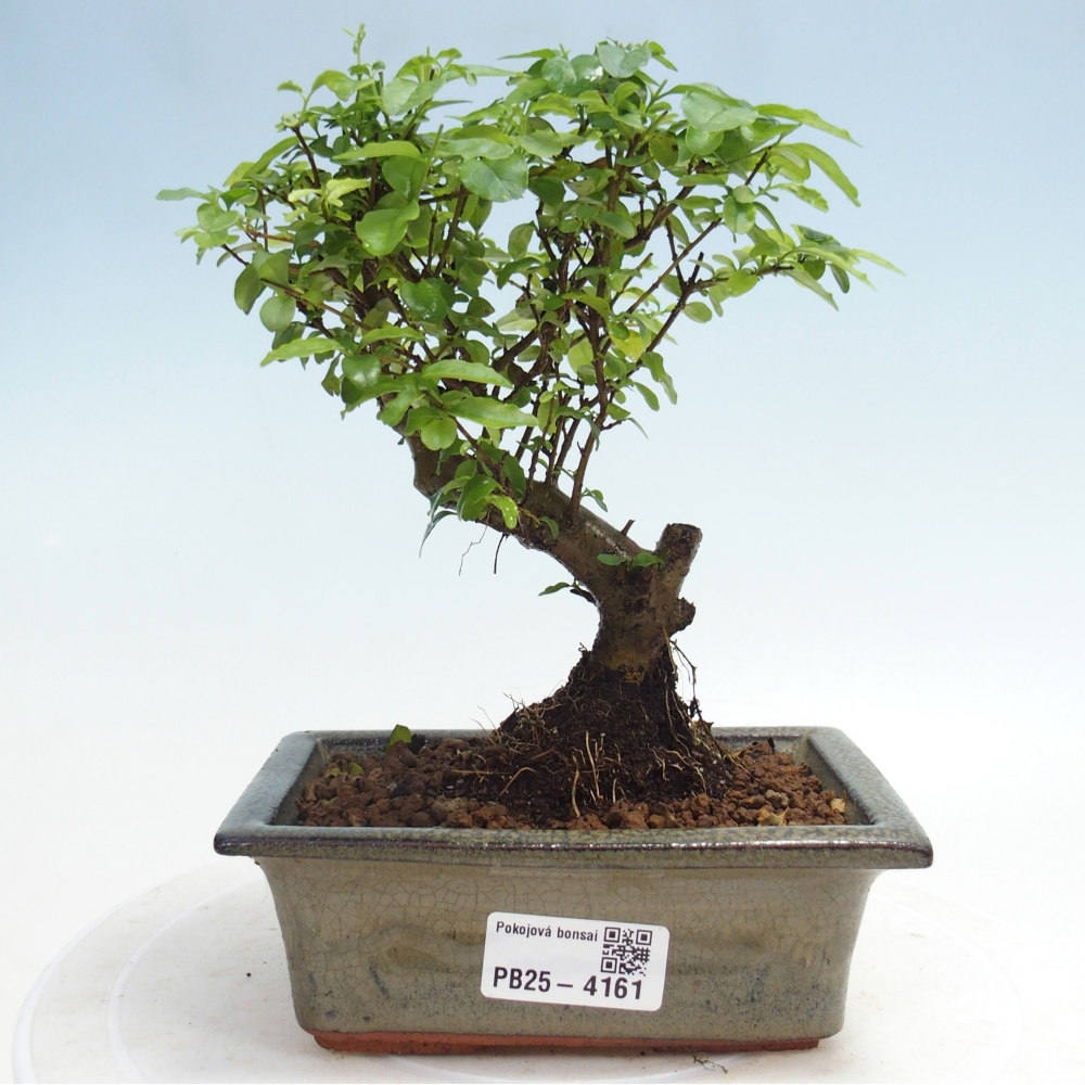 Pokój bonsai - Ligustrum chinensis - Dziób ptaka