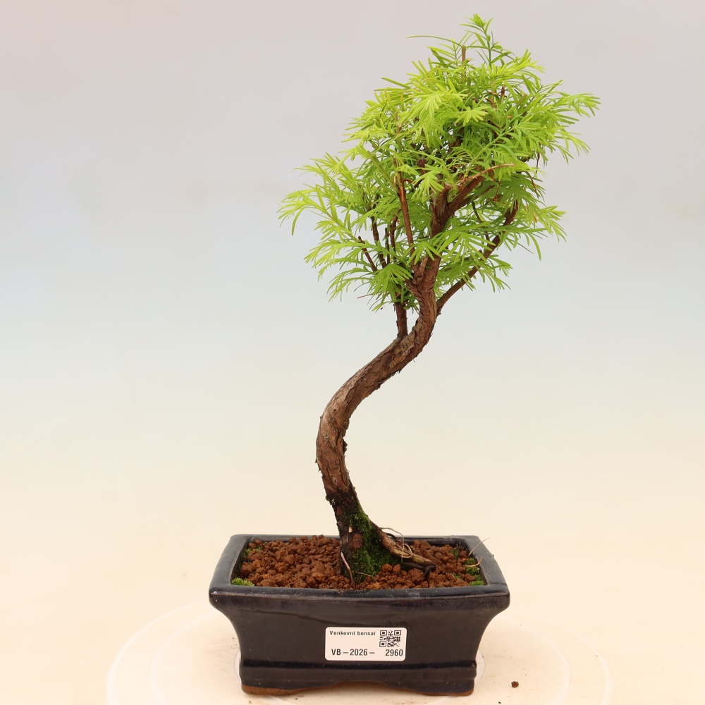 Outdoor bonsai - Metasequoia glyptostroboides - Metasekwoja chińska