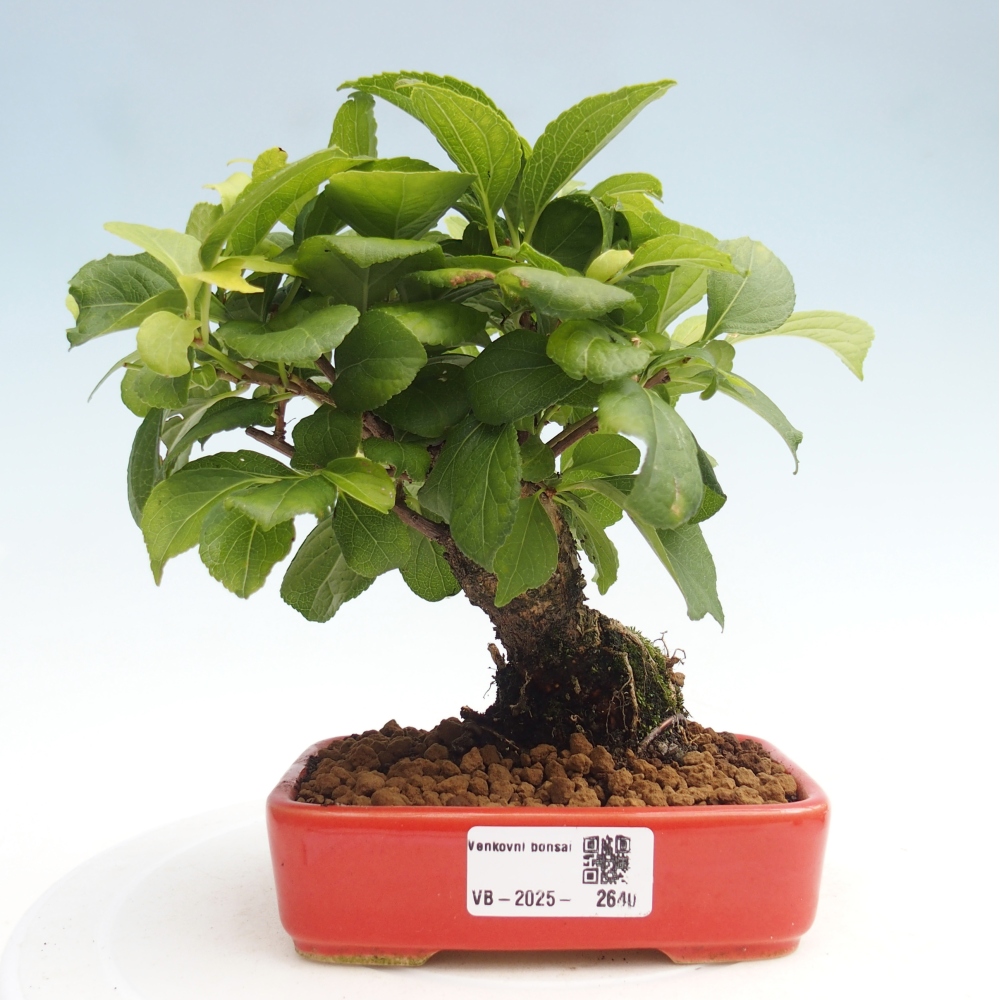 Bonsai na zewnątrz - Celastrus Jesenec
