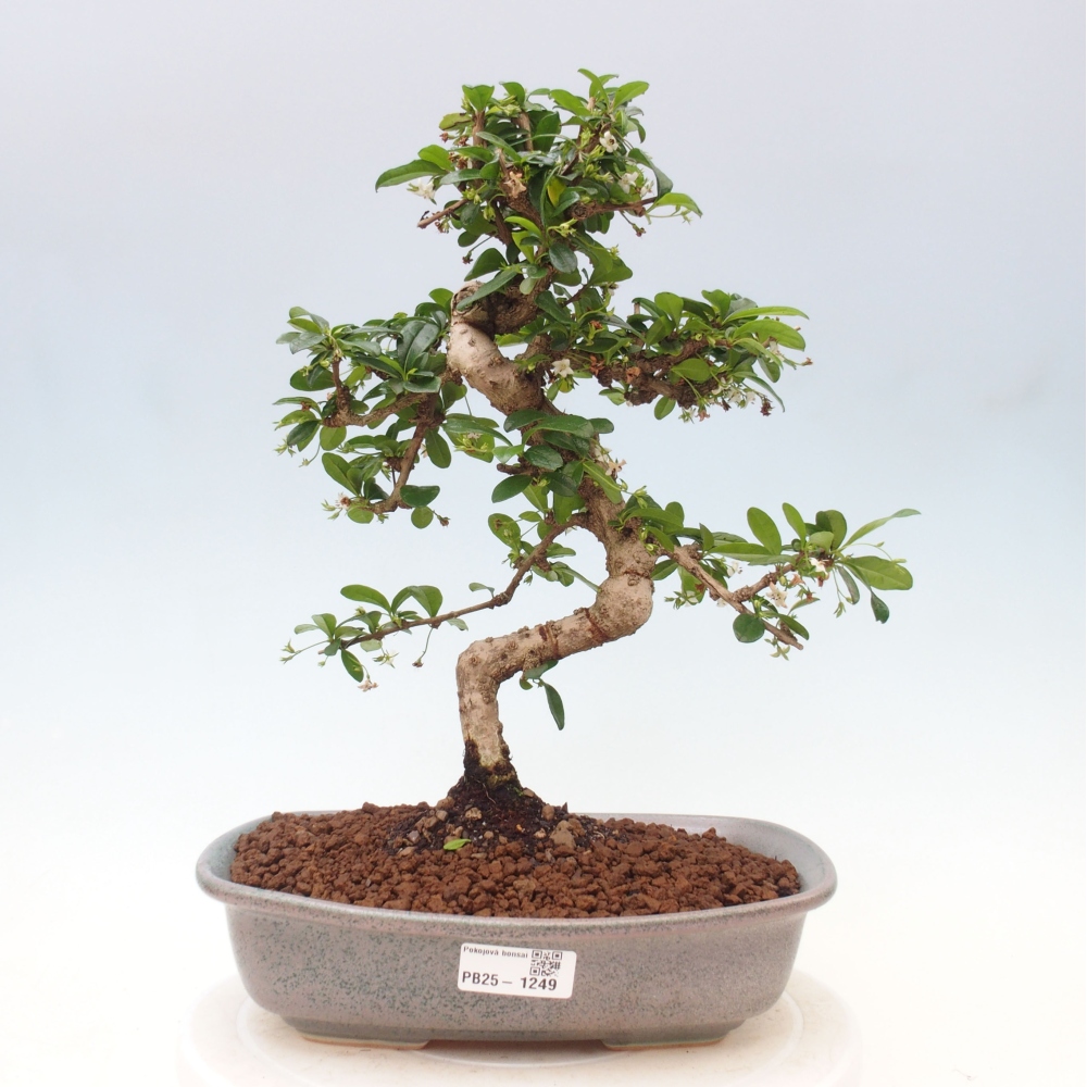 Pokój bonsai - Carmona macrophylla - Tea fuki