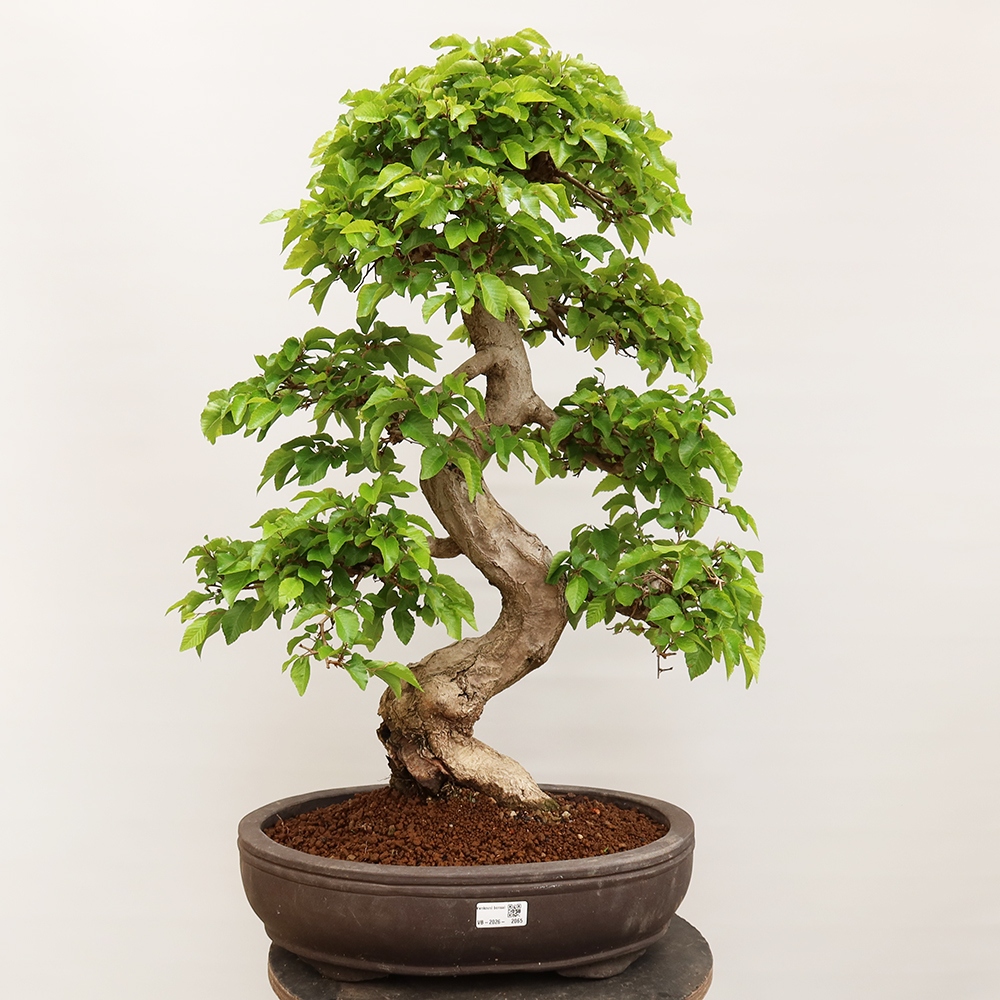Bonsai plenerowe - Carpinus Coreana - grab koreański